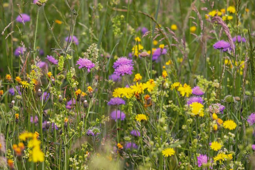 Le jardin naturaliste
